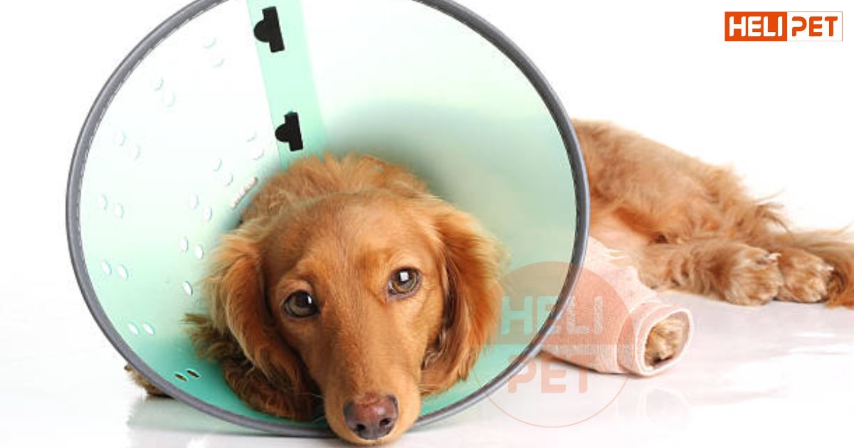 Chó bị gãy chân nên ăn gì