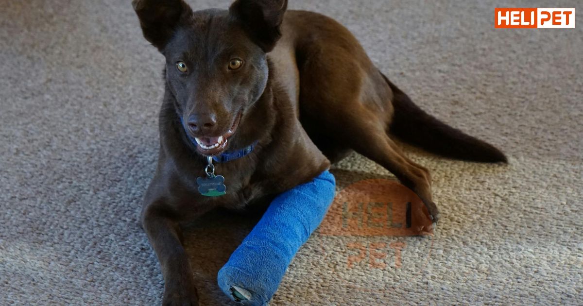 Chó bị gãy chân nên ăn gì