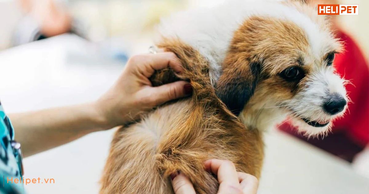 Chó bị rận