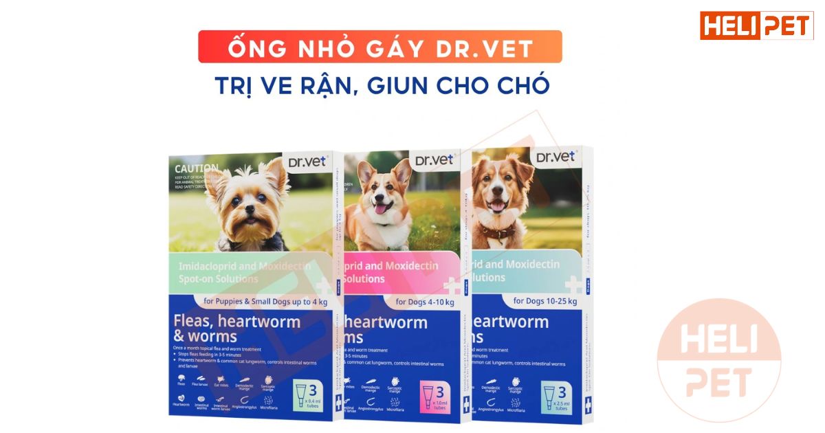 Chó bị rận tai