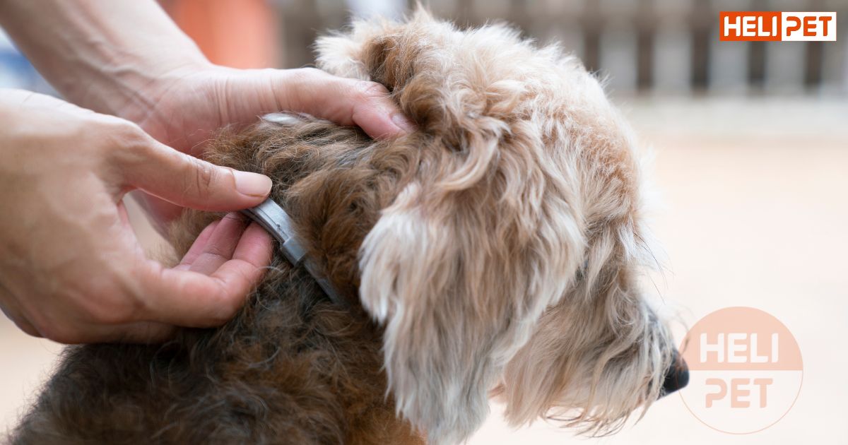 Chó bị rận tai
