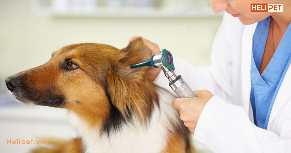 Chó bị viêm tai