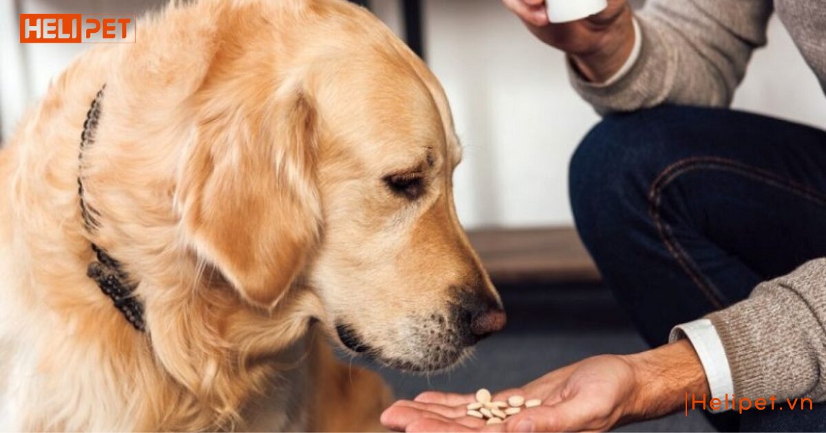 cho chó uống vitamin b1 của người được không