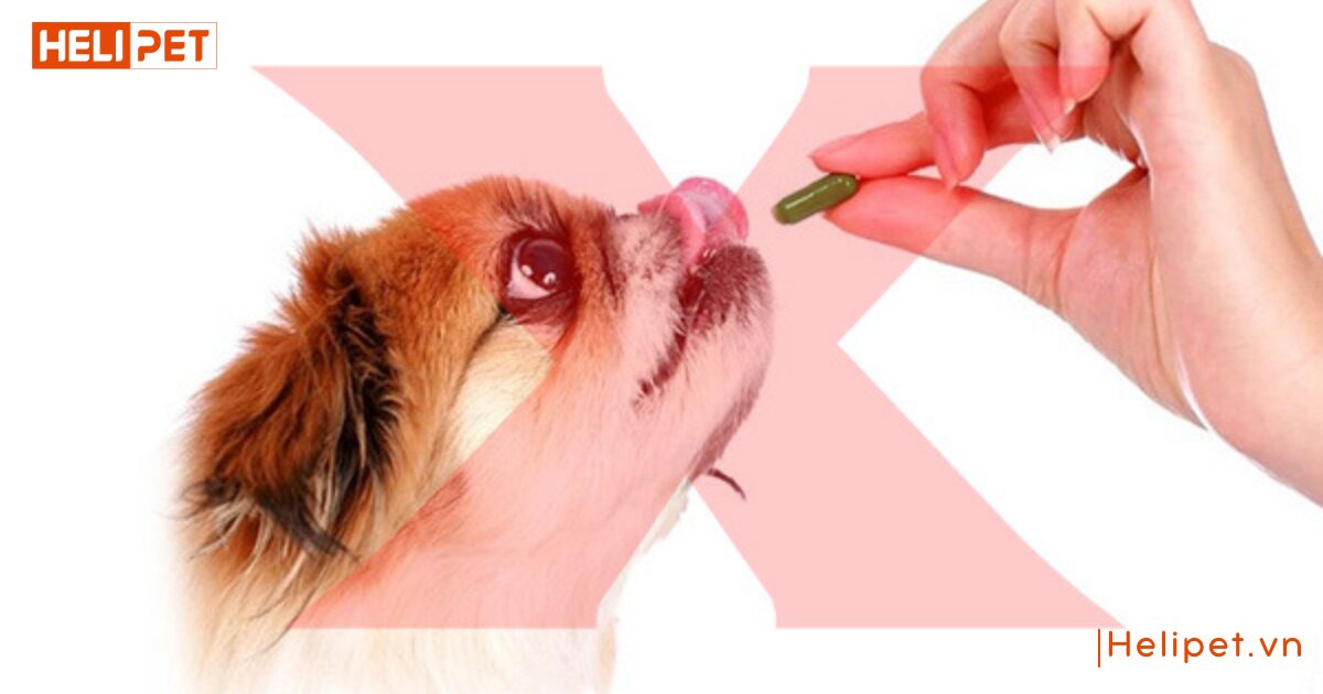 cho chó uống vitamin b1 của người được không