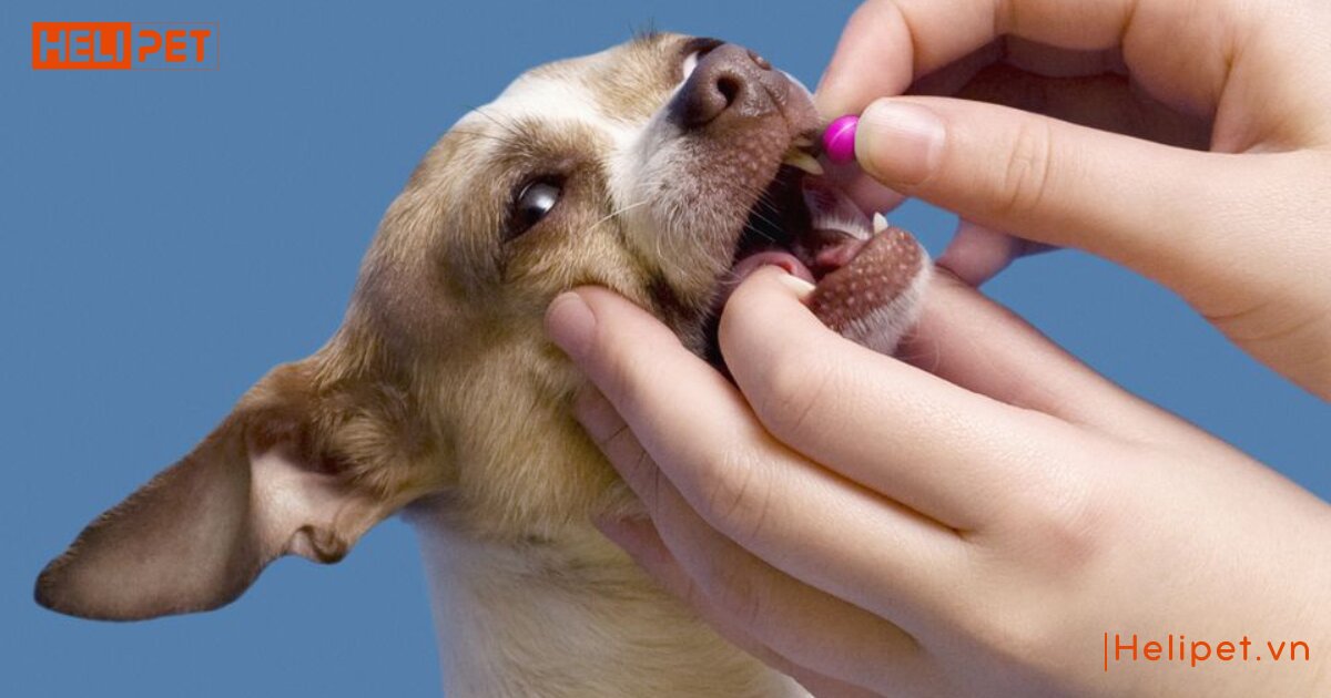 cho chó uống vitamin b1 của người được không