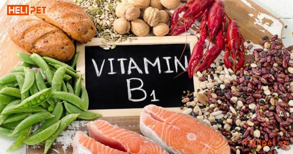 cho chó uống vitamin b1 của người được không