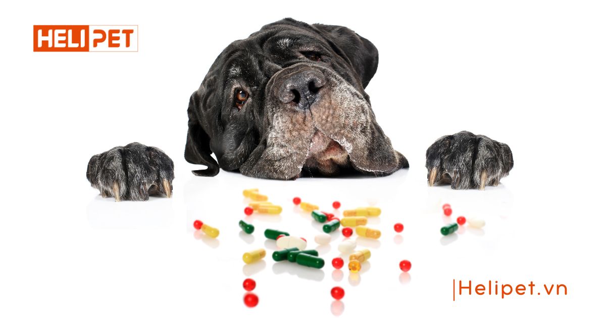 Cho chó uống vitamin của người được không
