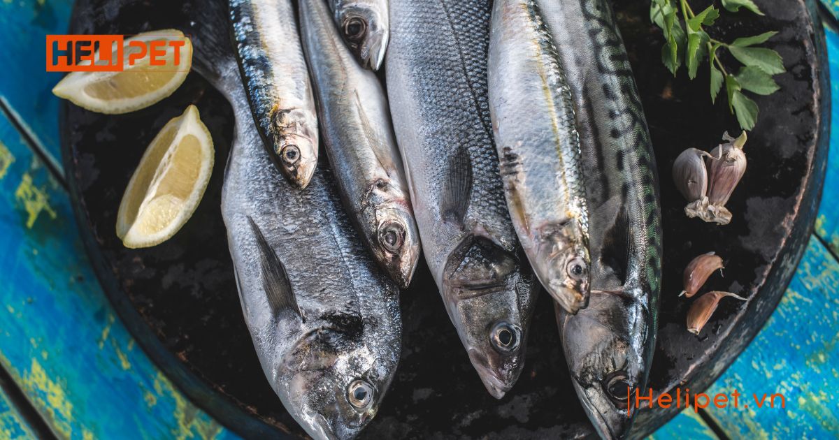 Cho chó uống vitamin của người được không