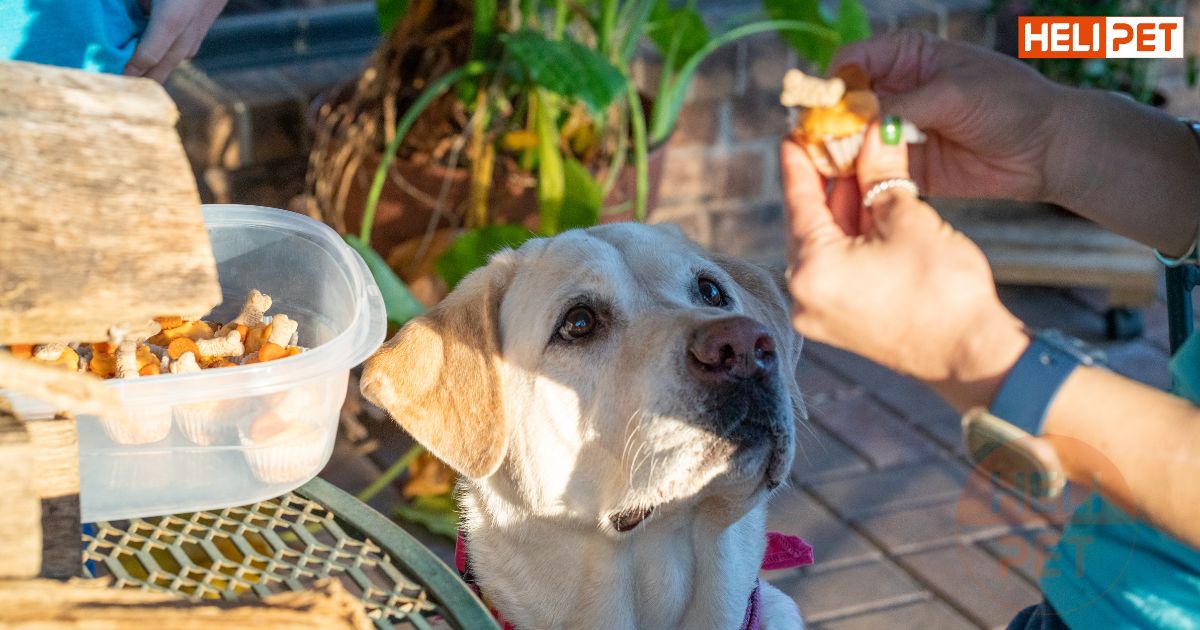 Cho chó uống vitamin E của người được không