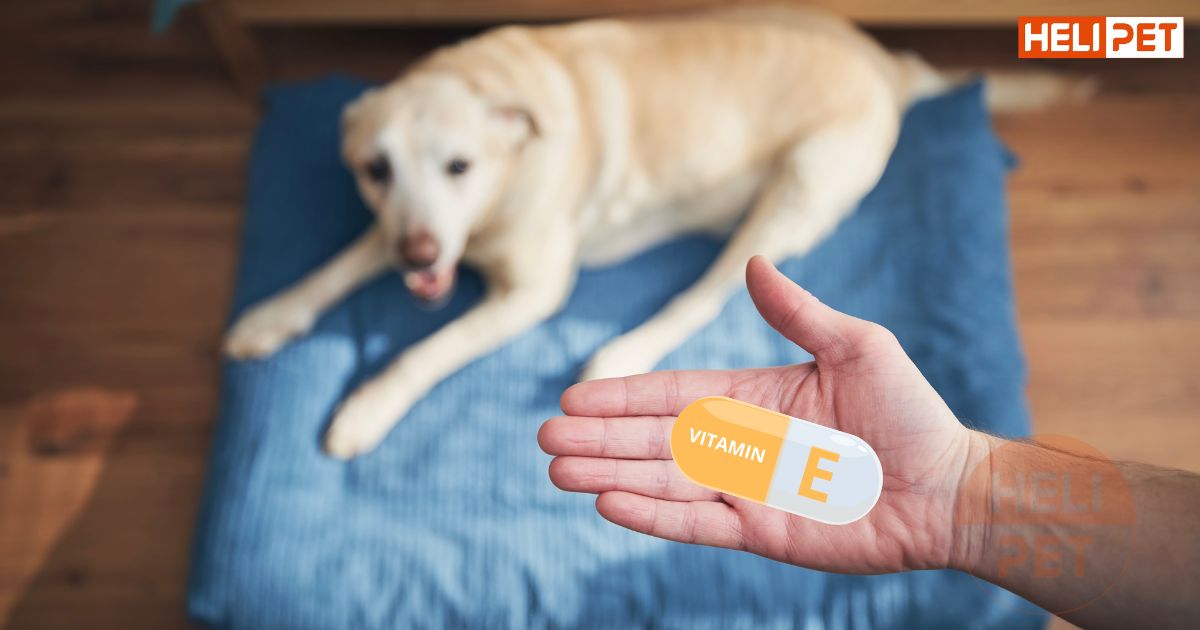 Cho chó uống vitamin E của người được không