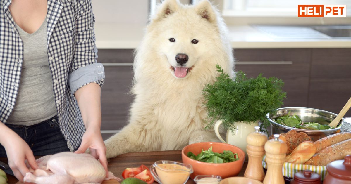 Cho chó uống vitamin E của người được không