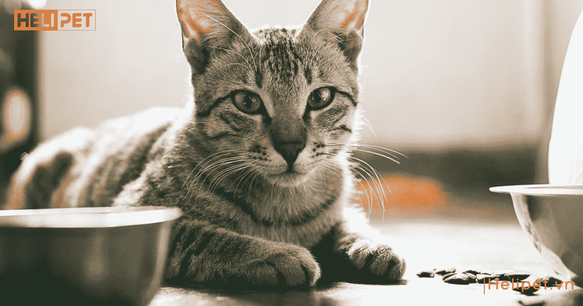 cho mèo ăn hạt nhiều có tốt không