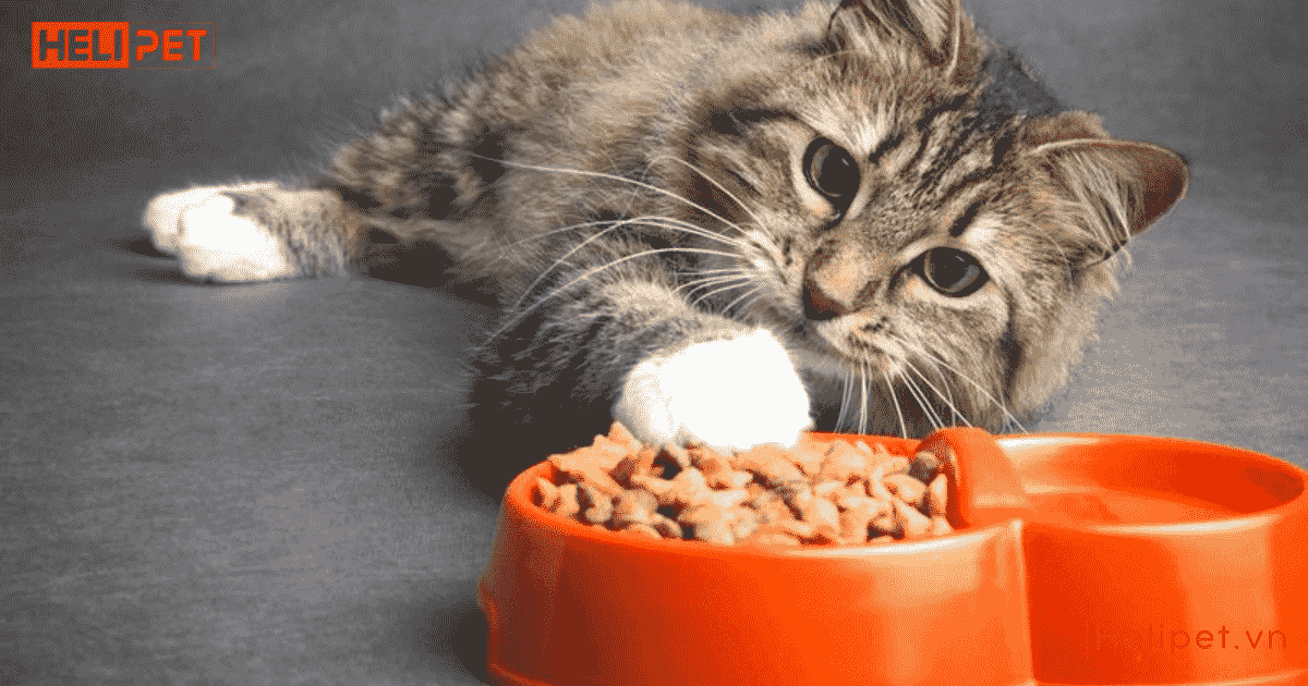 cho mèo ăn hạt nhiều có tốt không