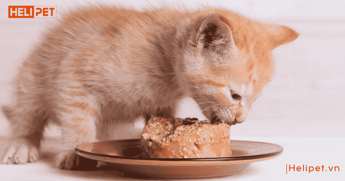 cho mèo ăn hạt nhiều có tốt không
