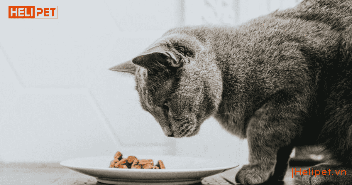 cho mèo ăn hạt nhiều có tốt không
