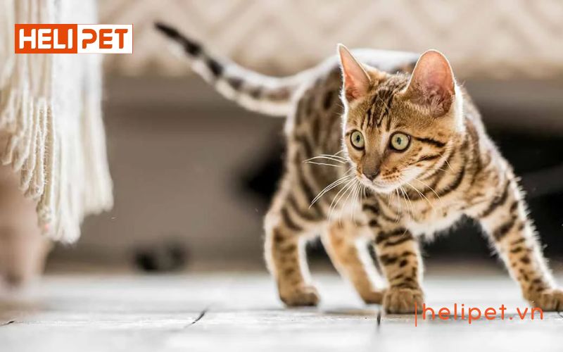 Nên cho mèo nhịn ăn bao lâu trước khi triệt sản