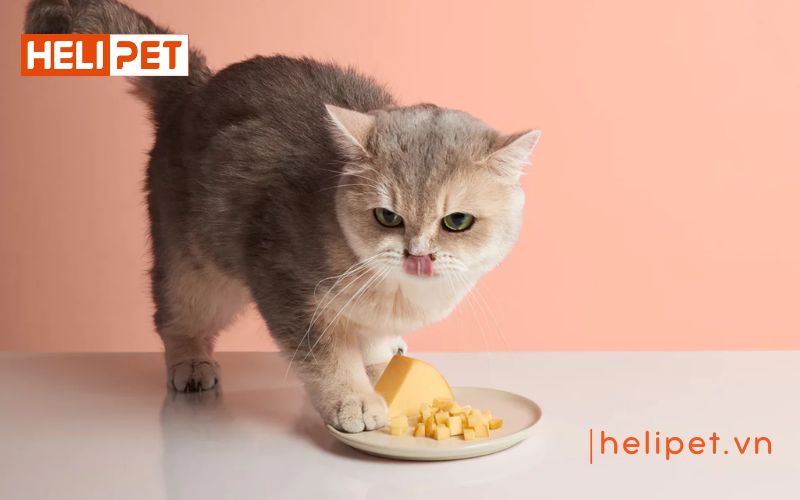 Nên cho mèo nhịn ăn bao lâu trước khi triệt sản