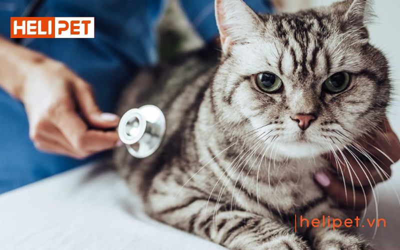 Nên cho mèo nhịn ăn bao lâu trước khi triệt sản