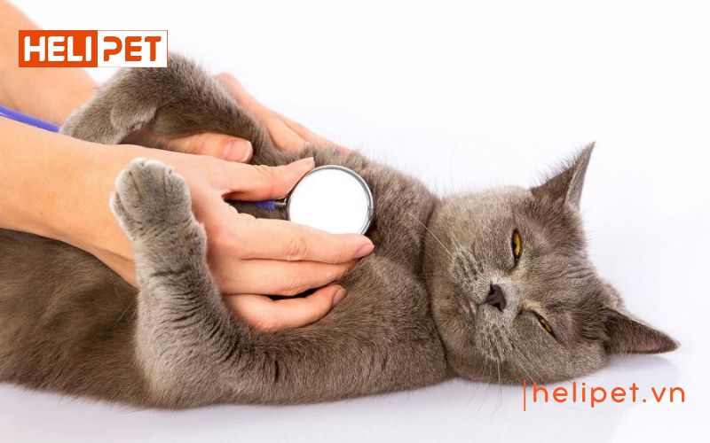 Nên cho mèo nhịn ăn bao lâu trước khi triệt sản