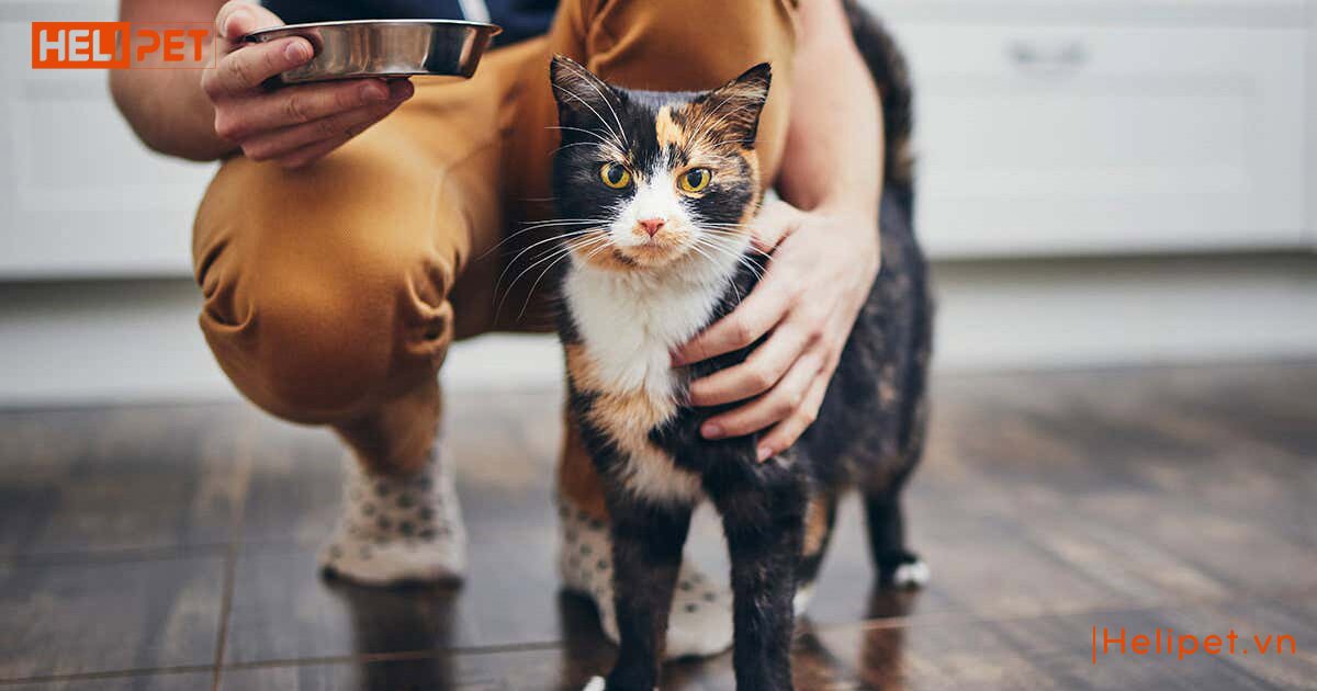 cho mèo uống vitamin b1 của người được không