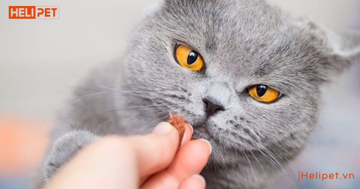 cho mèo uống vitamin b1 của người được không