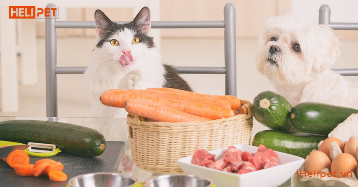 cho mèo uống vitamin b1 của người được không