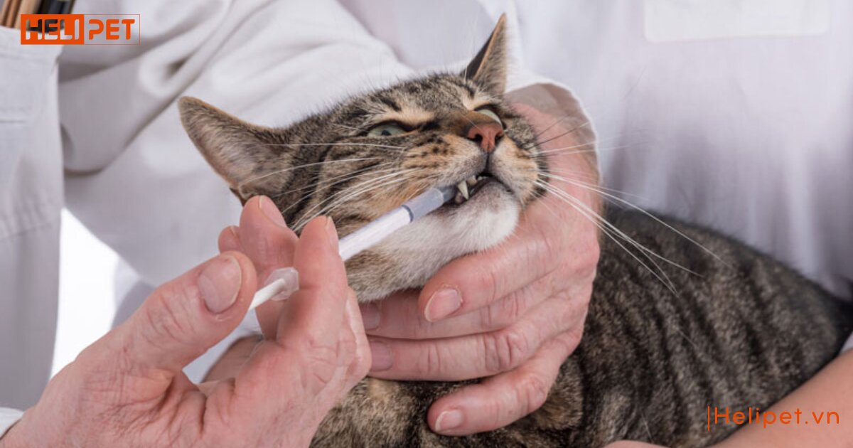 cho mèo uống vitamin b1 của người được không