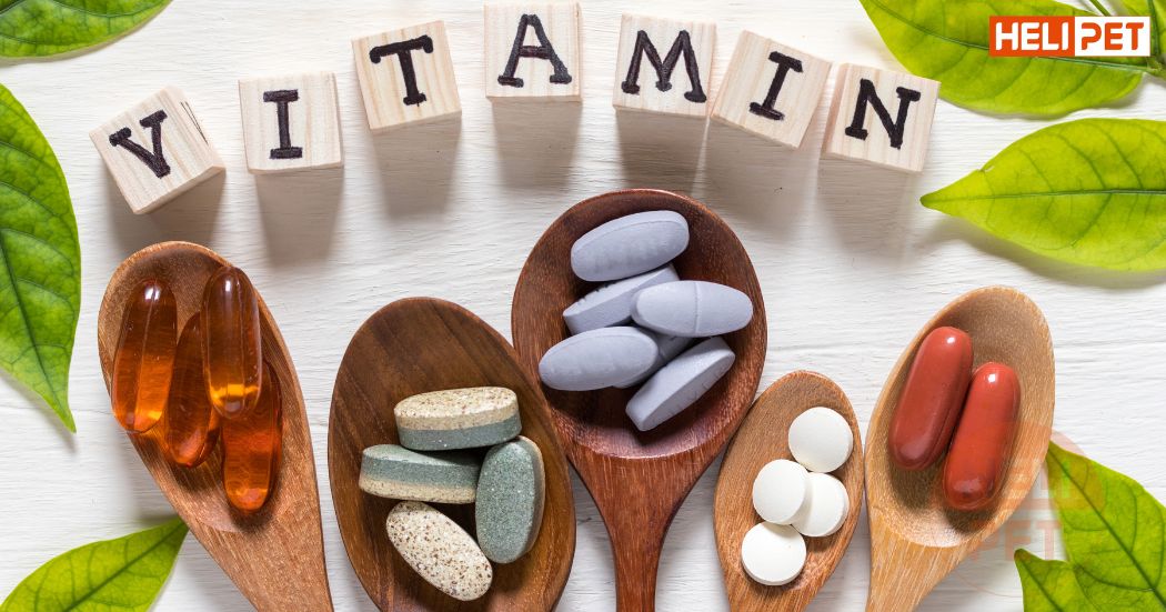 cho mèo uống vitamin c của người được không