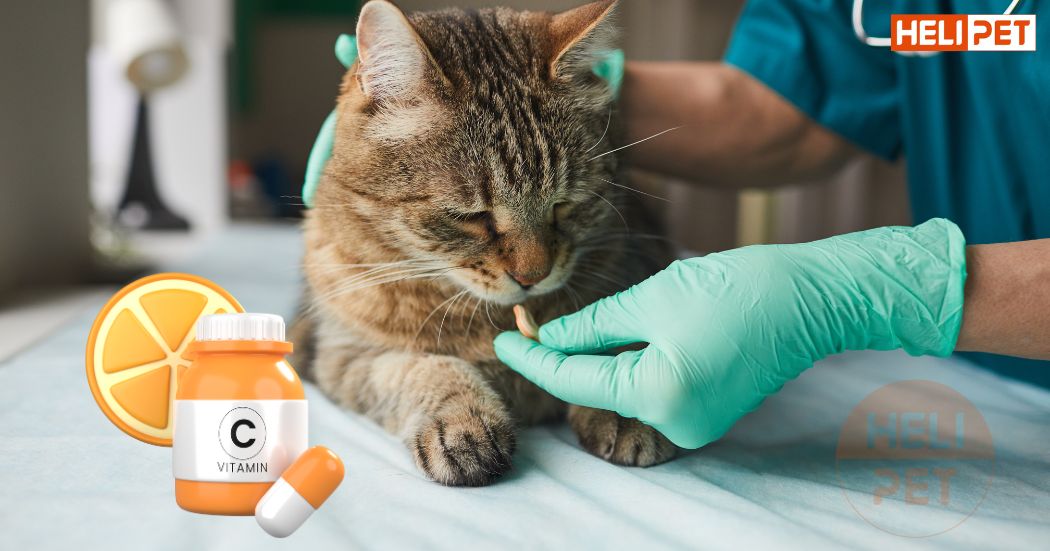 cho mèo uống vitamin c của người được không