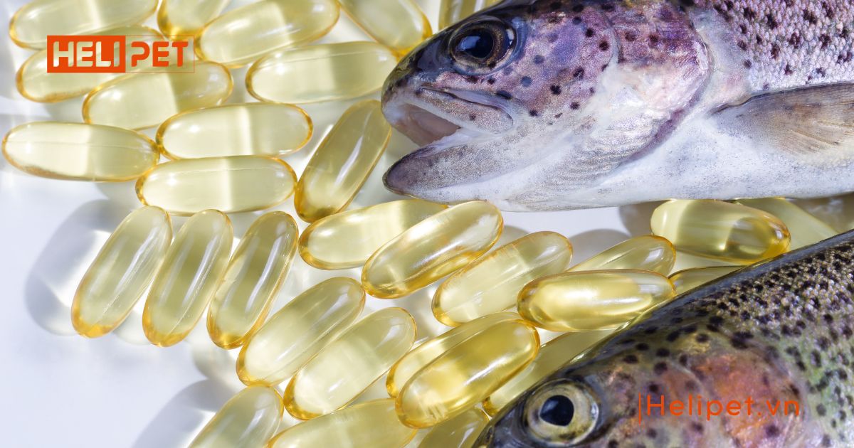 Chó uống dầu cá của người được không