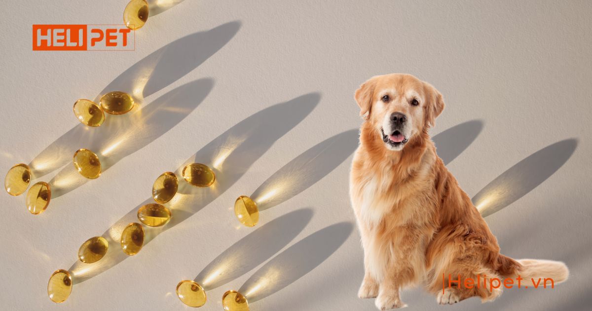 Chó uống dầu cá của người được không