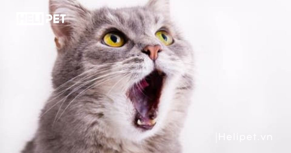 chu kỳ động dục của mèo