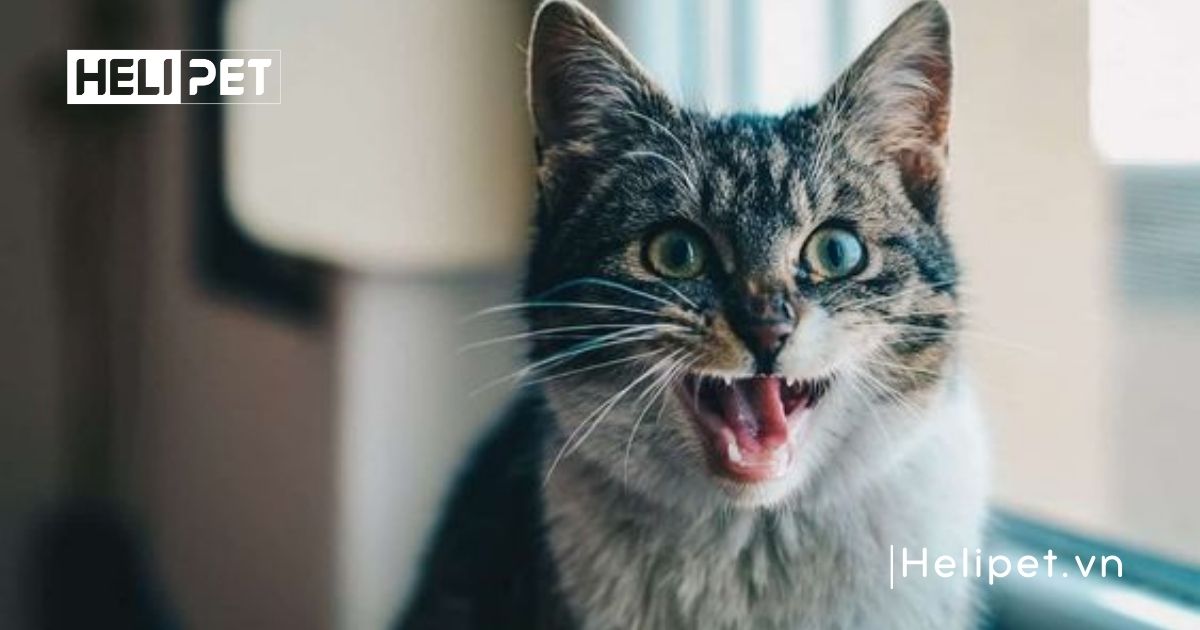 chu kỳ động dục của mèo