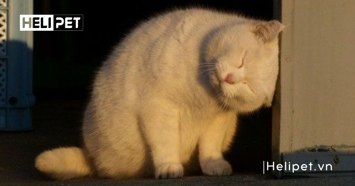 chu kỳ động dục của mèo