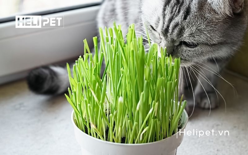 cỏ mèo có tác dụng gì