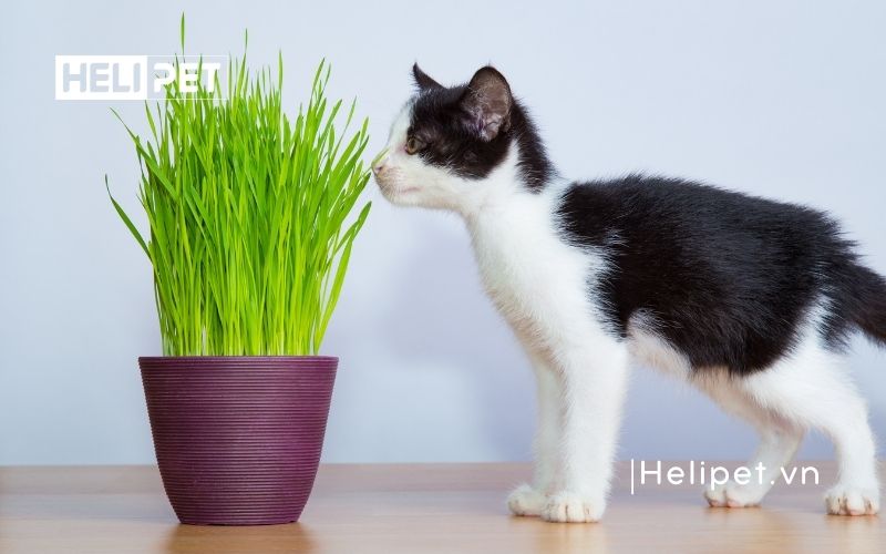 cỏ mèo có tác dụng gì