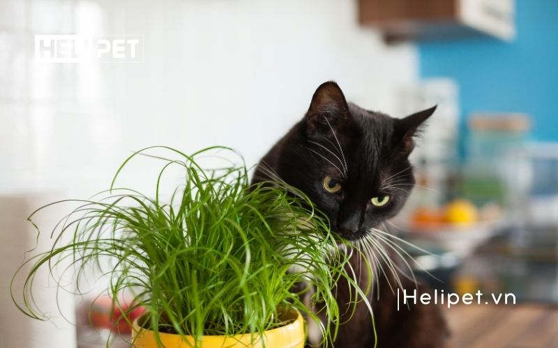 cỏ mèo có tác dụng gì