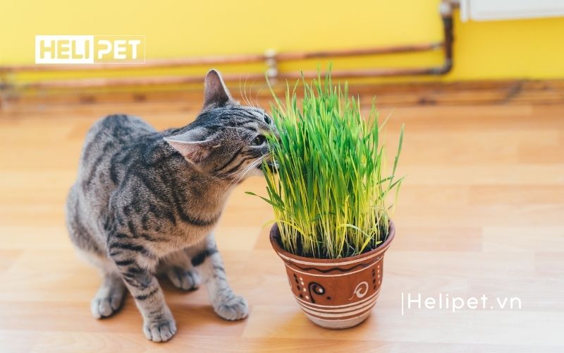 cỏ mèo có tác dụng gì