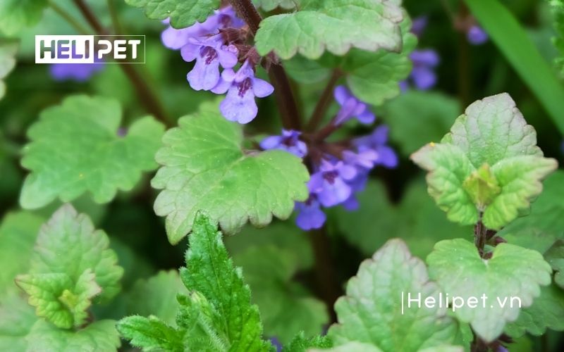 Cỏ bạc hà mèo (catnip)