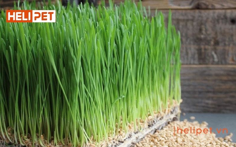 Cỏ mèo là cây gì và có tác dụng ra sao?