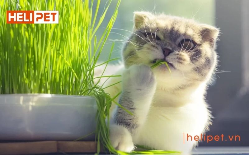 Cỏ mèo là cây gì và có tác dụng ra sao?