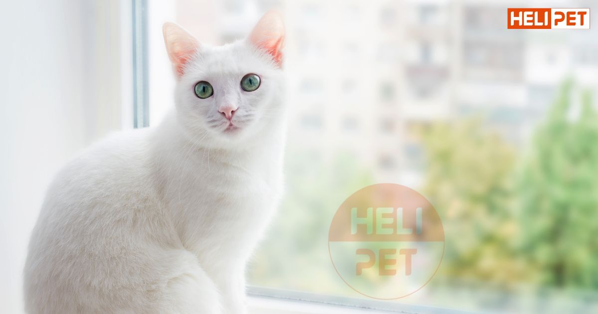 có nên cạo lông mèo không