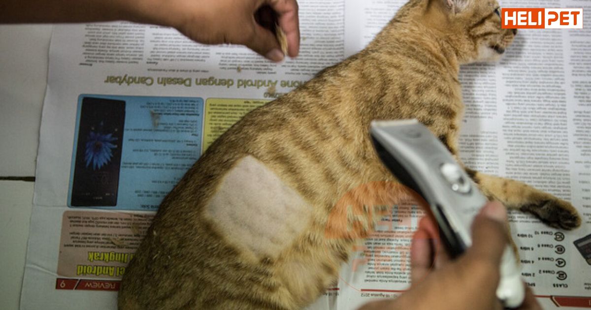 có nên cạo lông mèo không