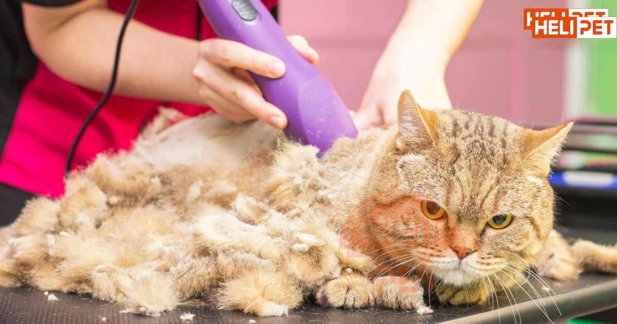 có nên cạo lông mèo không