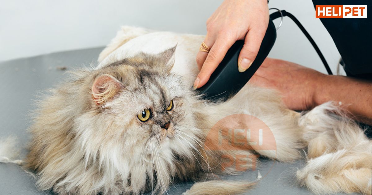 có nên cạo lông mèo không
