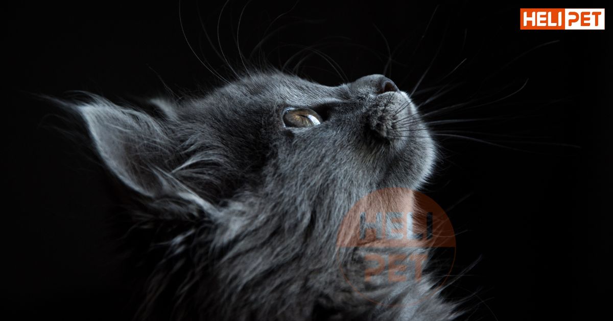 có nên cạo lông mèo không