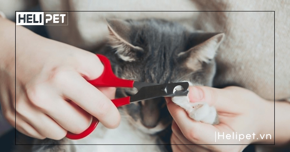 Có nên cắt móng cho mèo bằng bấm móng tay không
