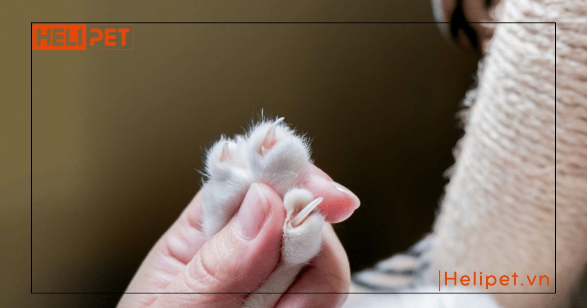 Có nên cắt móng cho mèo bằng bấm móng tay không