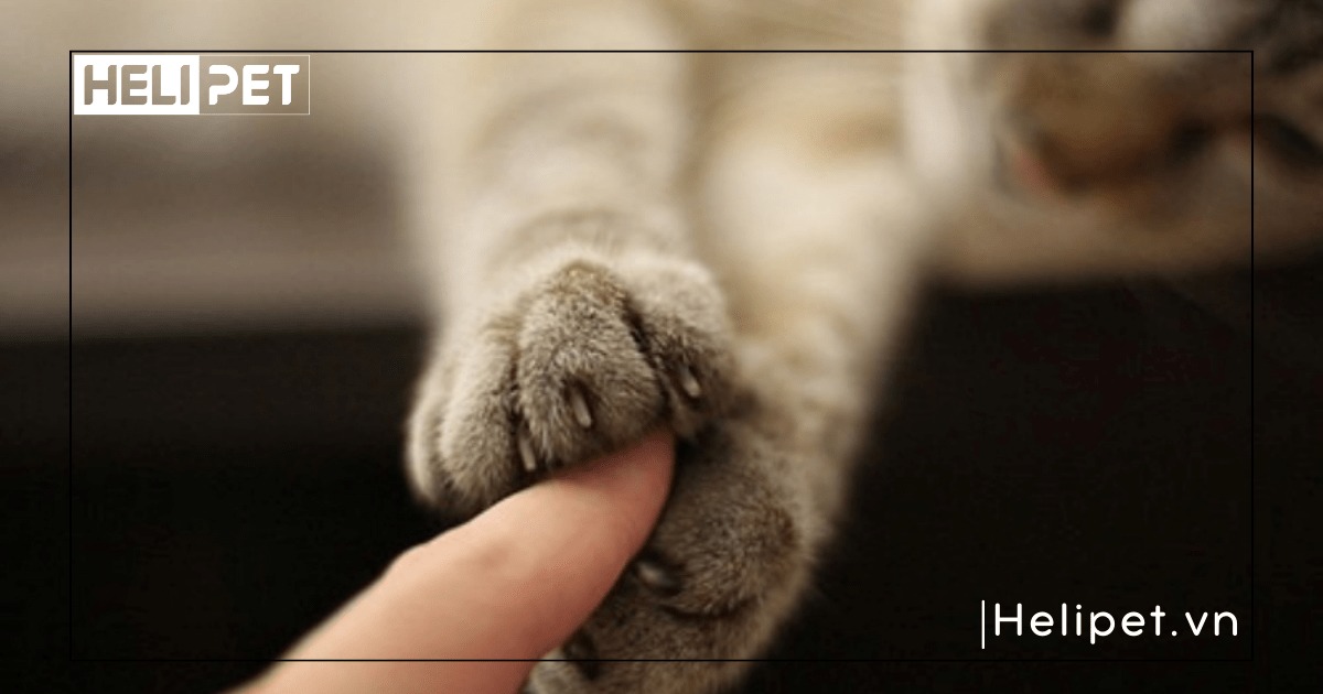 Có nên cắt móng cho mèo bằng bấm móng tay không