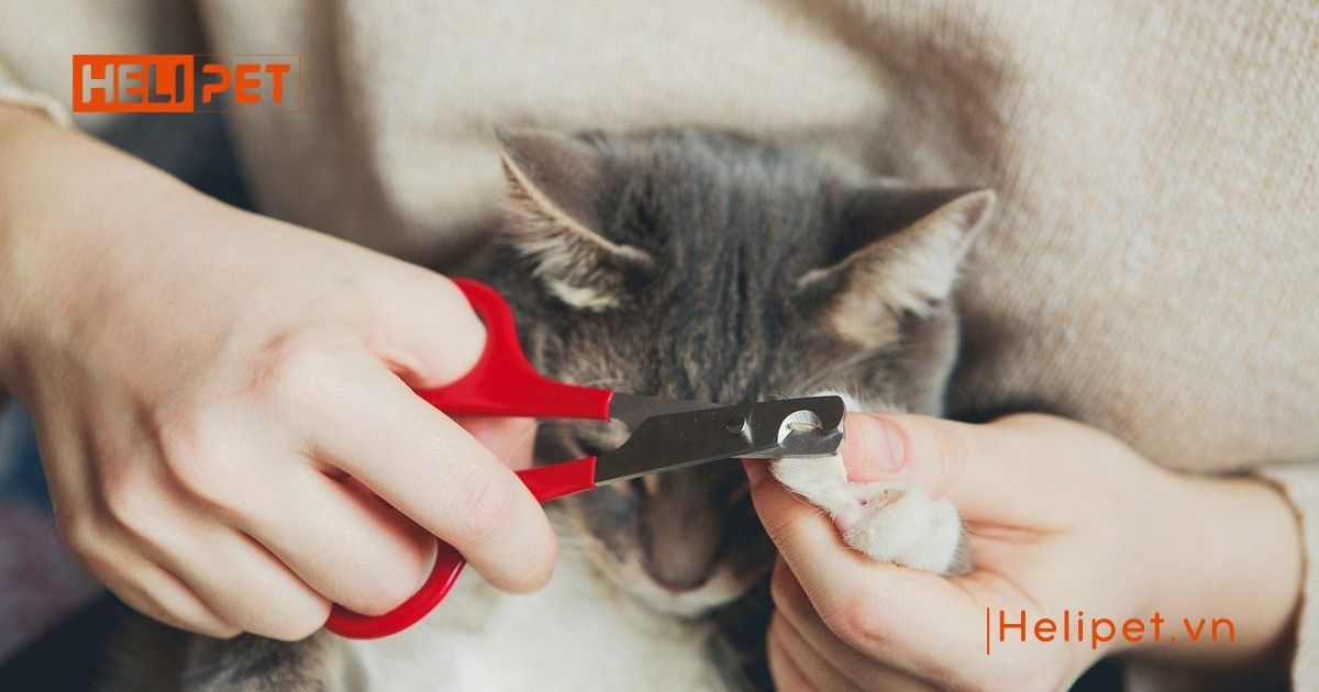 có nên cắt móng cho mèo con không